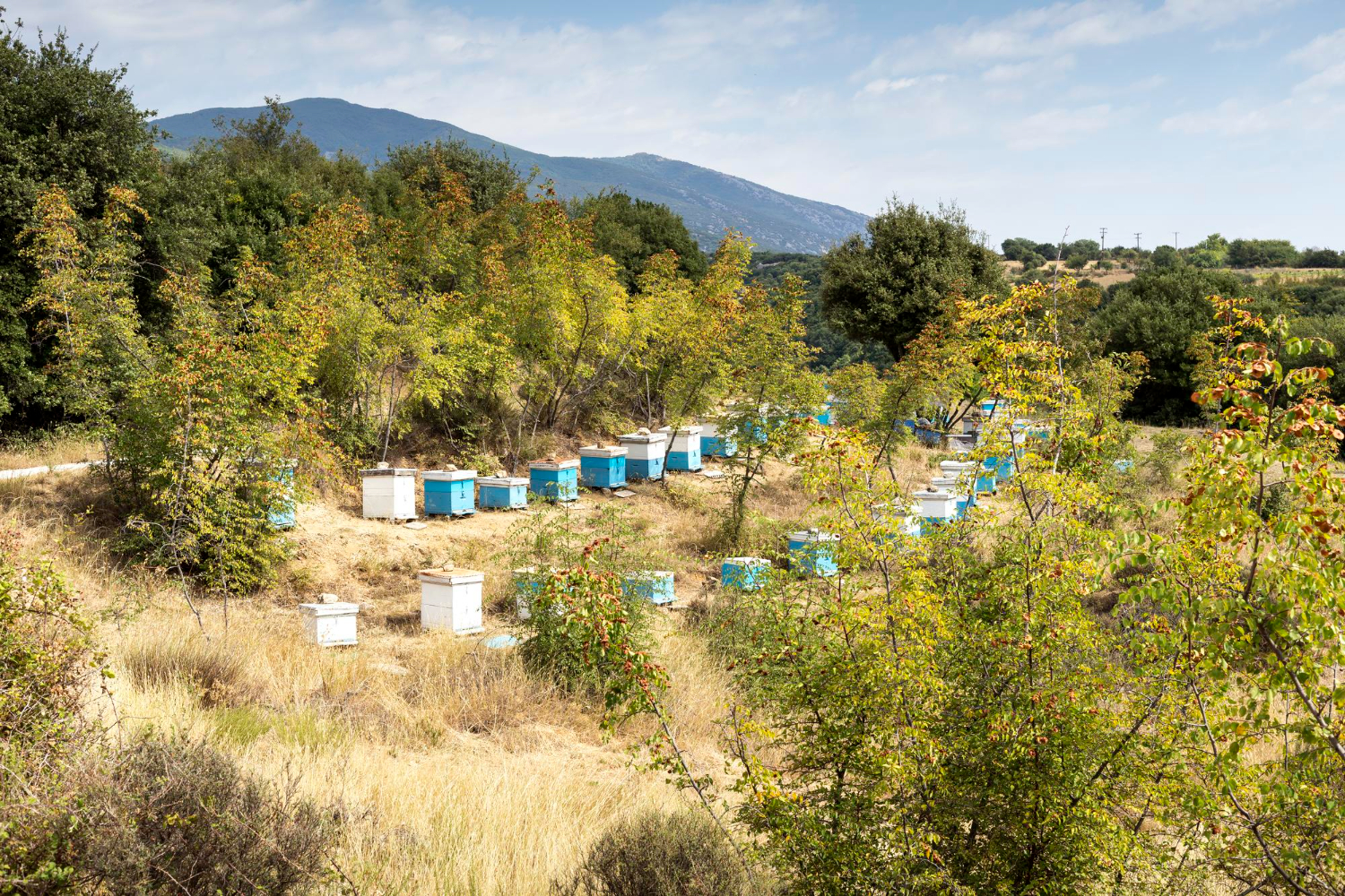 Apiary In Toxotes Village - Xanthi, Thrace, Greece - 65